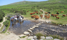England-Dartmoor-The Dartmoor Cattle Drive